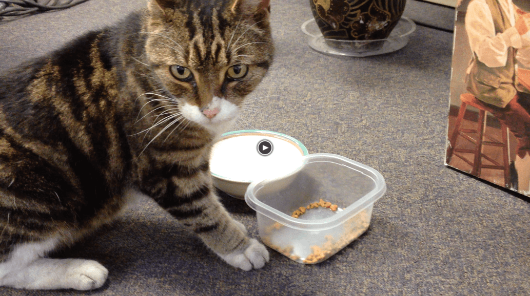 Freddie, the Rapid Bind cat